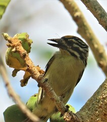 Pogoniulus chrysoconus