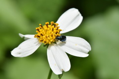 Chrysomeloidea