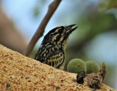 Pogoniulus chrysoconus