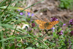 Boloria euphrosyne