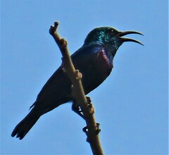 Cinnyris bifasciatus