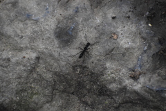 Neoponera aenescens