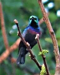 Cinnyris bifasciatus