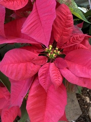 Euphorbia pulcherrima