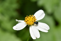 Chrysomeloidea