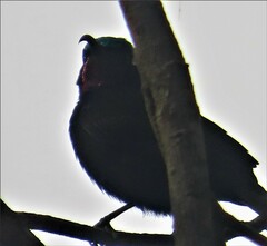 Chalcomitra amethystina