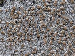 Lecanora hybocarpa