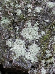 Lecanora expallens