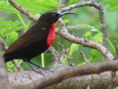 Chalcomitra senegalensis