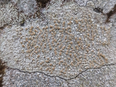 Lecanora hybocarpa