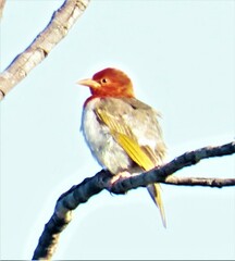 Anaplectes rubriceps