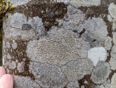 Lecanora hybocarpa