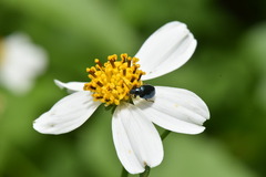 Chrysomeloidea
