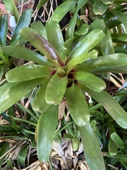 Neoregelia
