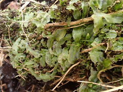 Pallavicinia lyellii
