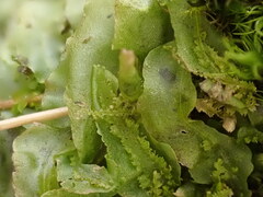 Pallavicinia lyellii
