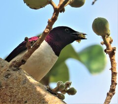 Cinnyricinclus leucogaster