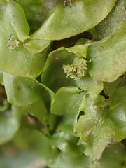 Pallavicinia lyellii