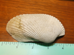 Anadara secticostata