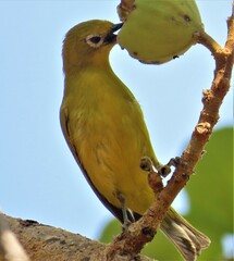 Zosterops anderssoni