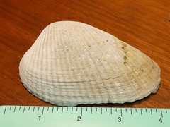 Anadara secticostata