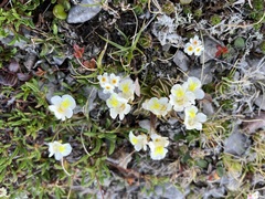 Pinguicula alpina
