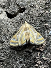 Eoophyla