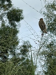Ploceus philippinus