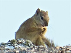 Paraxerus cepapi