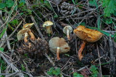 Pholiota lucifera