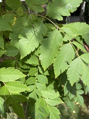 Koelreuteria