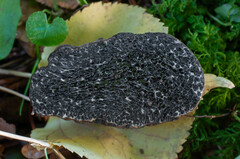 Melanogaster broomeanus