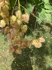 Koelreuteria