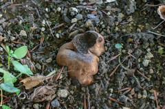 Melanogaster broomeanus