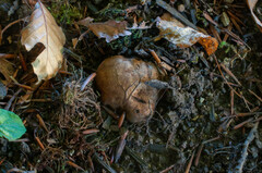 Melanogaster broomeanus