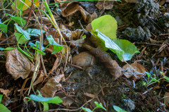 Melanogaster broomeanus