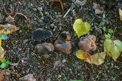 Melanogaster broomeanus