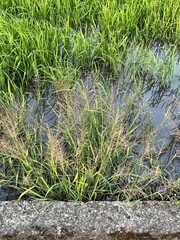 Eleusininae