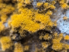 Trentepohlia aurea