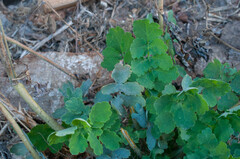 Erysiphe macleayae