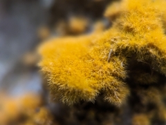 Trentepohlia aurea