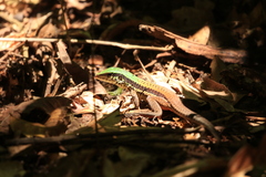 Ameiva ameiva