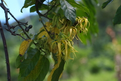 Cananga odorata