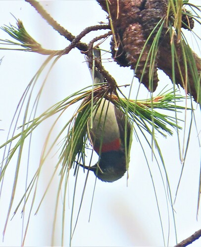 Eastern Miombo Sunbird (Cinnyris manoensis), photo 7