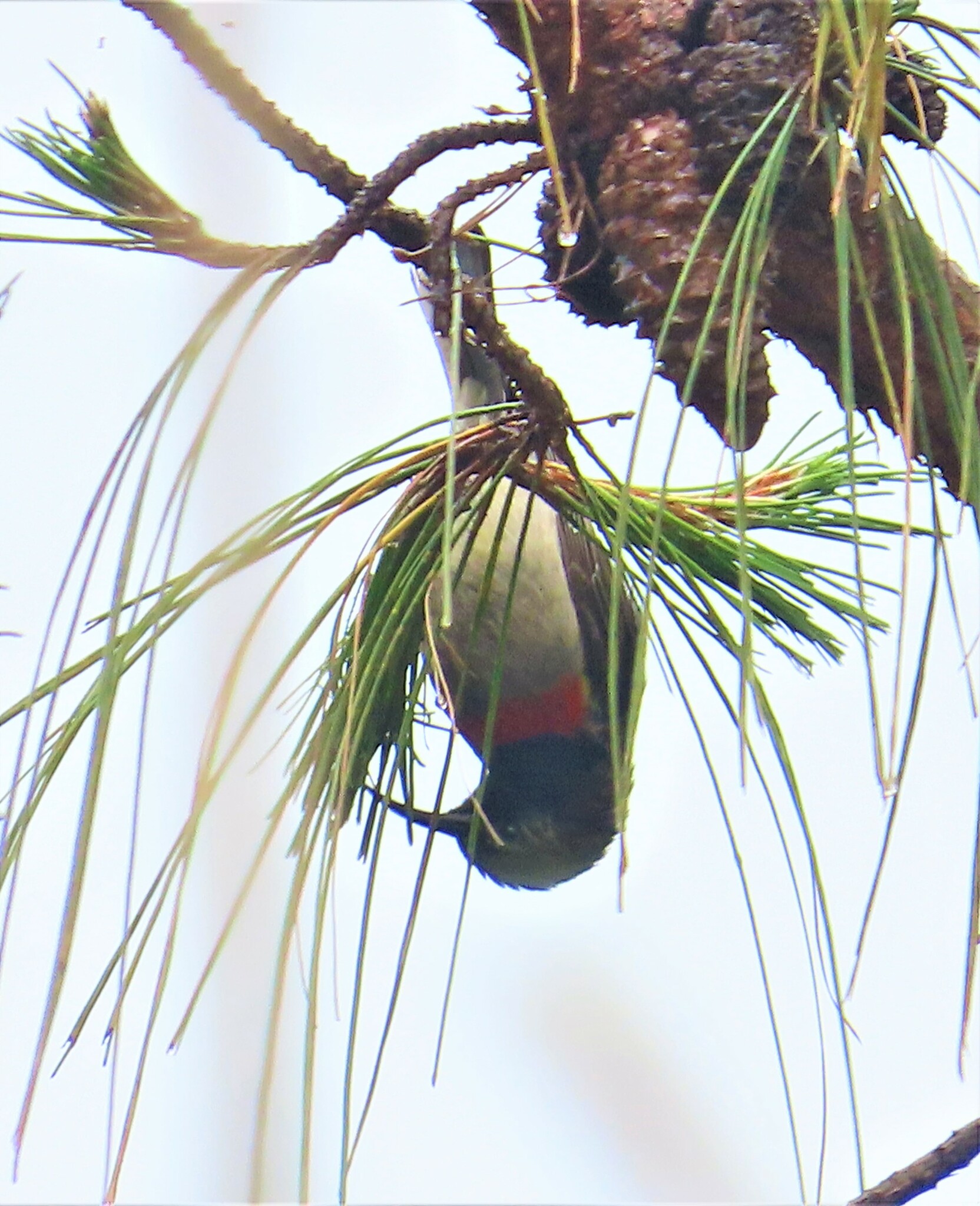 Eastern Miombo Sunbird illustration