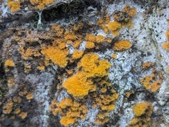 Trentepohlia aurea