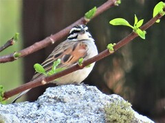 Emberiza capensis