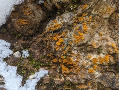 Trentepohlia aurea