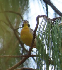 Emberiza flaviventris