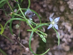 Moehringia muscosa
